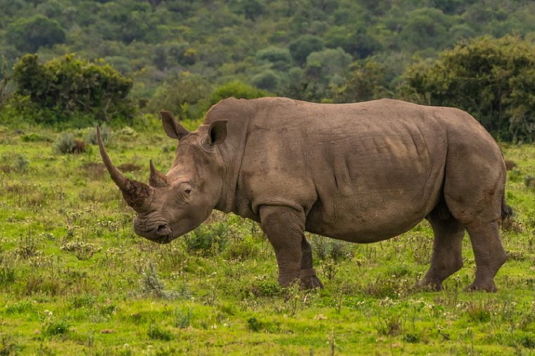 102 Port Elizabeth, Pumba Private Game Reserve, Zuid-Afrika.jpg